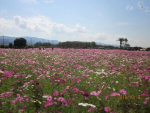 コスモス園鑑賞（リサイクル公園）