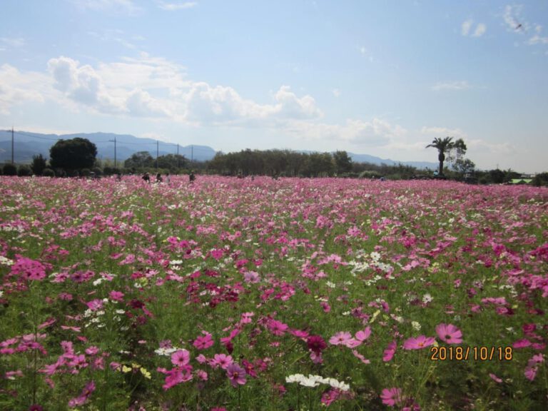 コスモス園鑑賞（リサイクル公園）